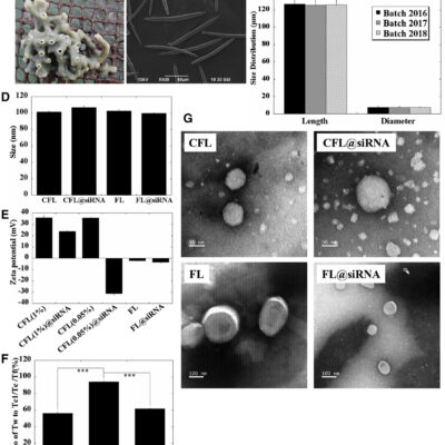 Skin Delivery of siRNA Using Sponge Spicules in Combination with Cationic Flexible Liposomes