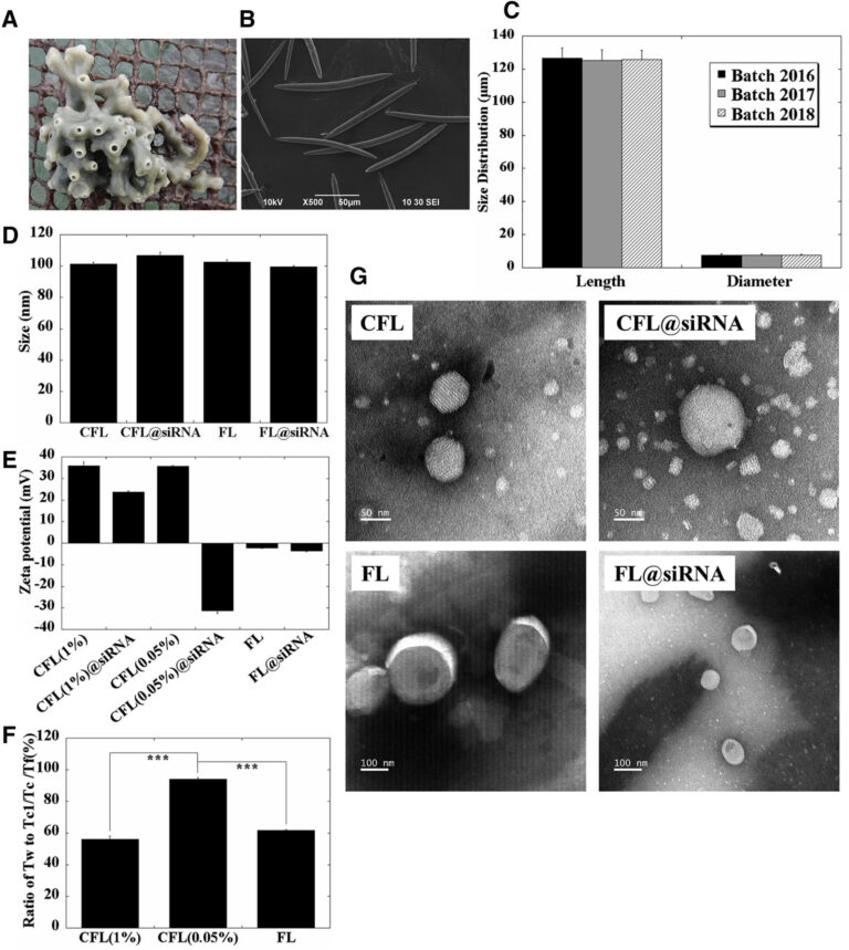 Skin Delivery of siRNA Using Sponge Spicules in Combination with Cationic Flexible Liposomes