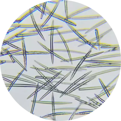 High-quality microscopic images of sponge spicules