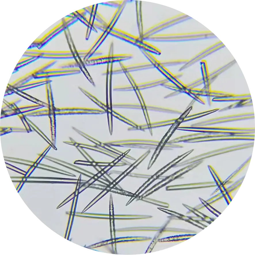 High-quality microscopic images of sponge spicules