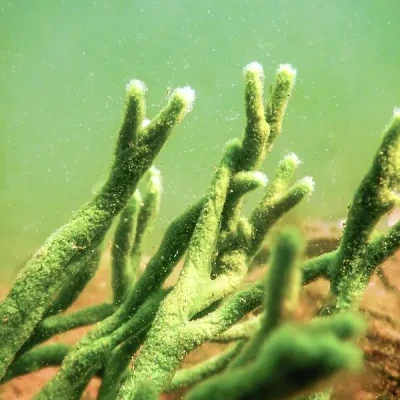 freshwater-sponge-spongilla-lacustris