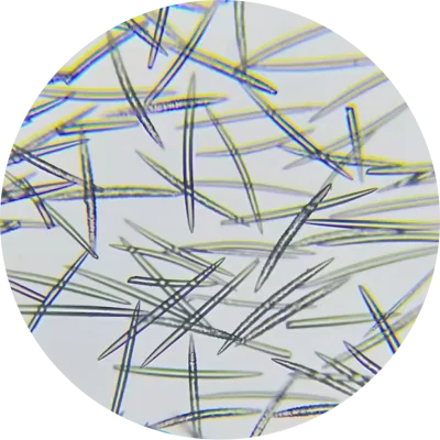 High-quality microscopic images of sponge spicules